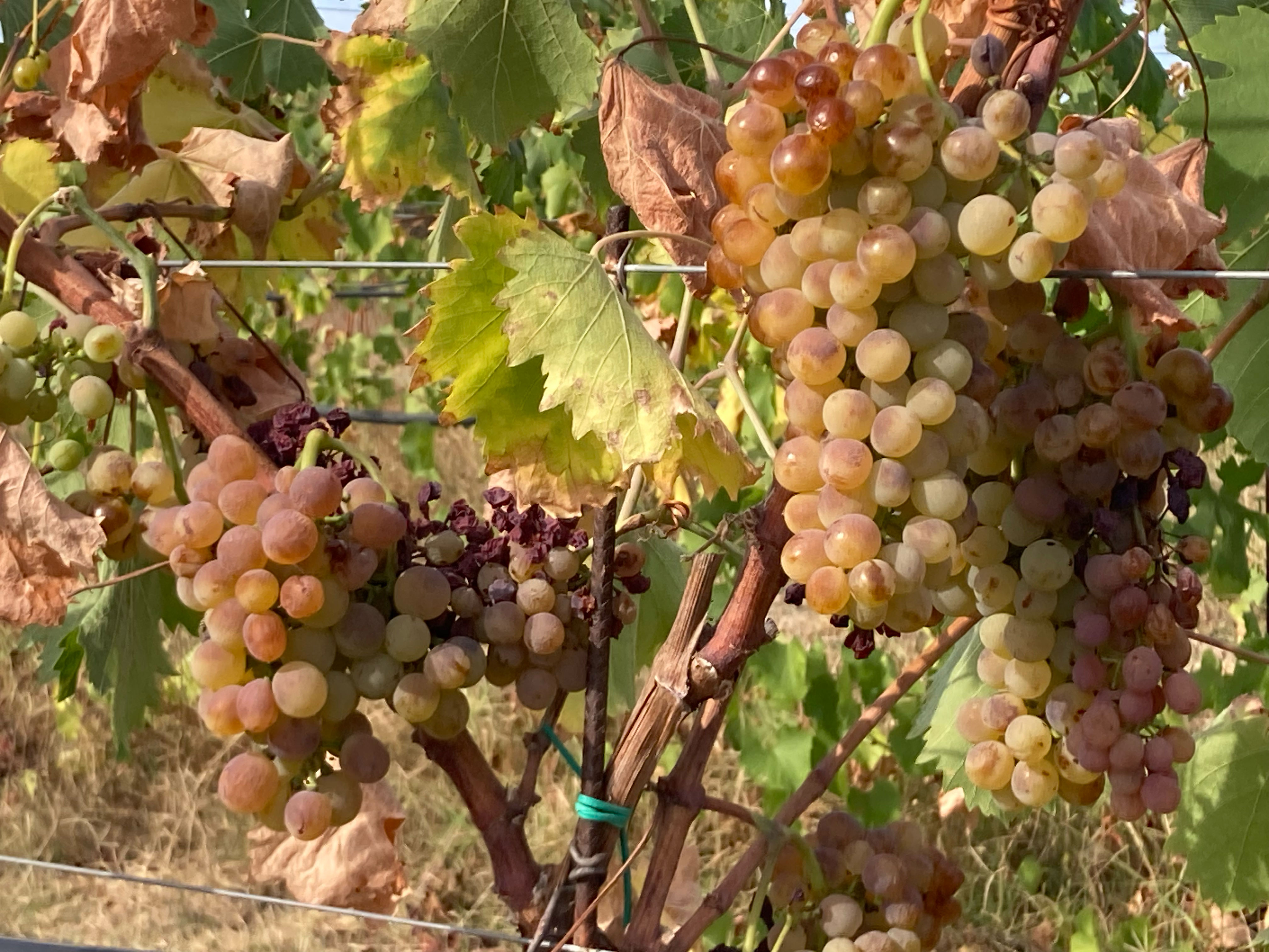 Authentic wines that reflect the territory